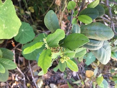 Frangula californica