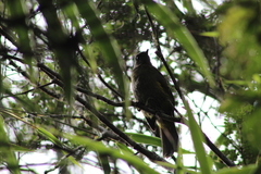 Phainoptila melanoxantha