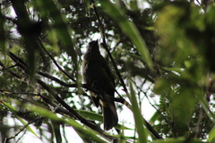 Phainoptila melanoxantha