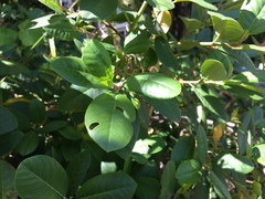 Frangula californica