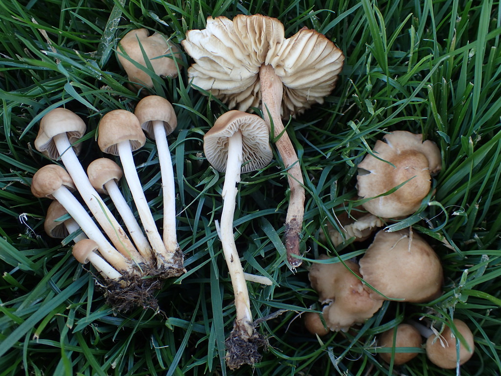 are marasmius oreades poisonous to dogs