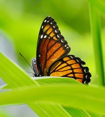 Limenitis archippus watsoni