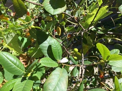 Celastrina echo