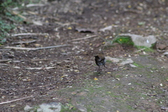 Catharus gracilirostris