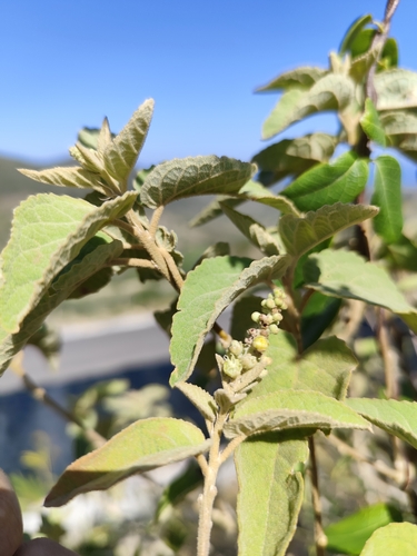 Croton moustiquensis