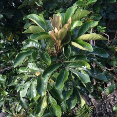 Aglaia rimosa