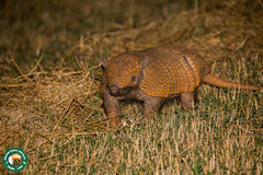 Euphractus sexcinctus