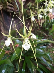 Brassia verrucosa