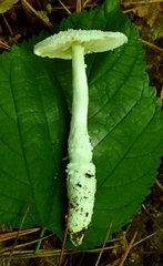 Amanita longipes