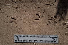 Charadrius vociferus