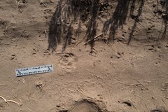 Charadrius vociferus