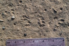 Perognathinae