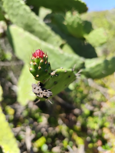 Consolea falcata