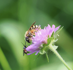 Great Banded Furrow Bee