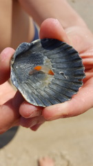Clione limacina