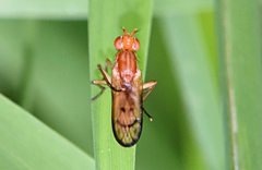 Tetanocera plebeja