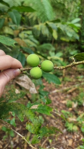 Chionanthus sleumeri (Chionanthus sleumeri)