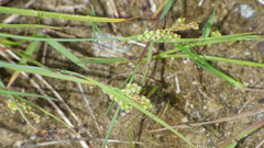 Carex garberi