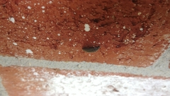 Coleoptera