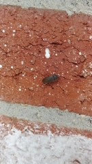 Coleoptera