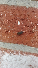 Coleoptera
