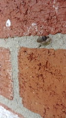 Coleoptera