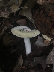 Golden milkcap (Lactarius chrysorrheus)