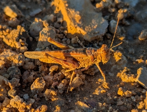 Derotmema laticinctum