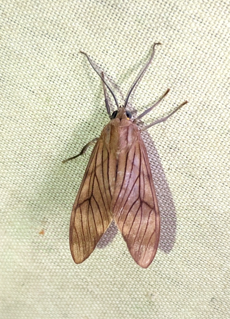 Eucereon ino