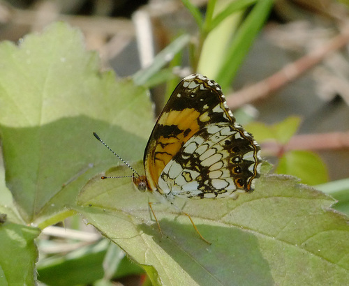 Silvery Checkerspot