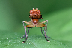 Tetanocera plebeja