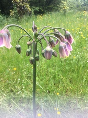 Allium siculum