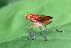Tetanocera plebeja
