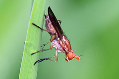 Tetanocera plebeja