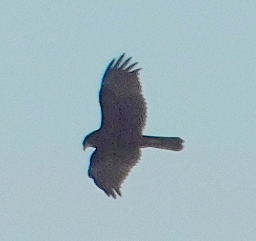 kaňa močiarna (Circus aeruginosus)