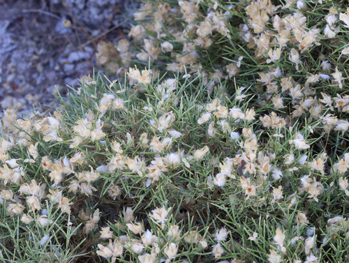 Echinospartum boissieri, photograph 3