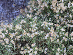 (c) Joey Bom, some rights reserved (CC BY) Echinospartum boissieri, photograph (c) Joey Bom, some rights reserved (CC BY)