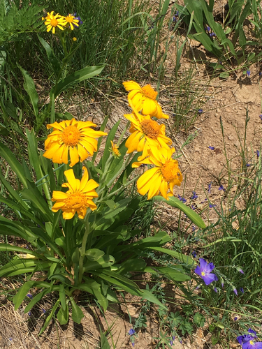 Owls Claws (Helenium hoopesii)
