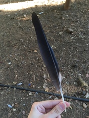 Corvus cornix