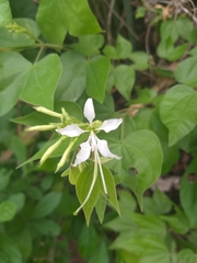 Bauhinia lunarioides