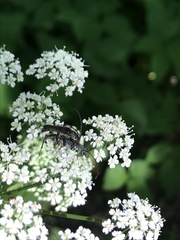 Trachysida mutabilis