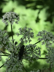 Trachysida mutabilis