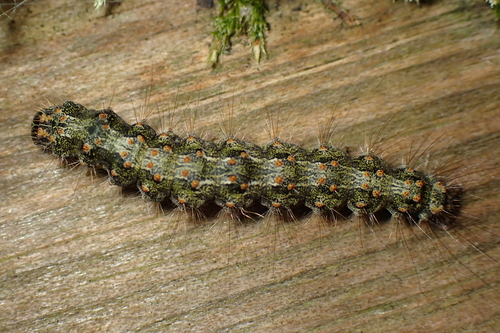 Red-necked Footman