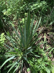 Yucca flaccida