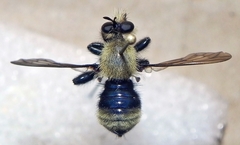 Laphria posticata