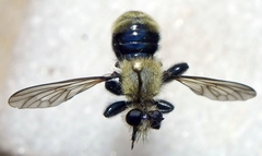 Laphria posticata