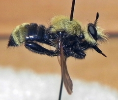 Laphria posticata
