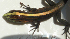 Kentropyx calcarata