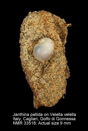 Pale Janthina