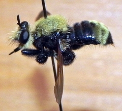 Laphria posticata